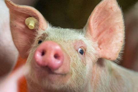 Ein Ferkel schaut glücklich in die Kamera