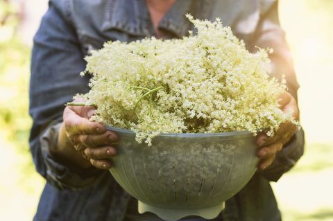 Holunderblüten sammeln: Das müssen Sie beachten
