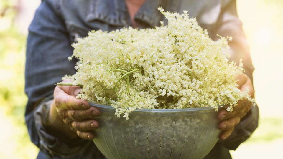 Holunderblüten sammeln: Das müssen Sie beachten