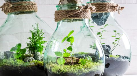 Ewiges Terrarium bauen So ziehst du Pflanzen im Glas STERN.de