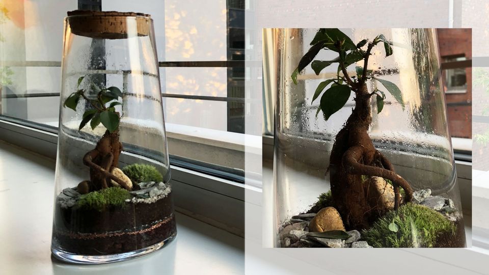 Das ewige Terrarium eines Kollegen erinnert an die "Ents" aus "Der Herr der Ringe"