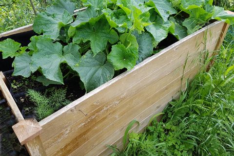 Im Garten ein Hochbeet selber anbauen