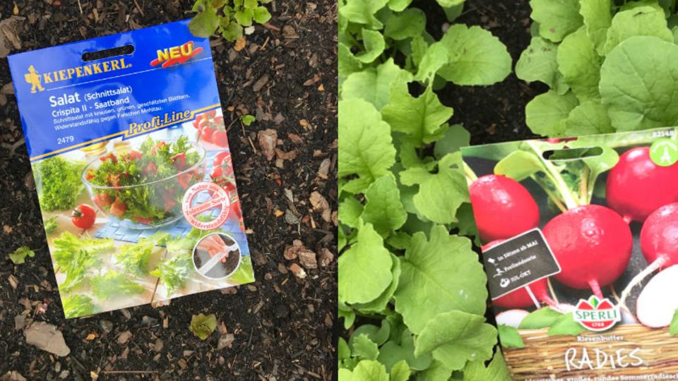 Nach dem Befüllen wird das Hochbeet mit Samen bepflanzt