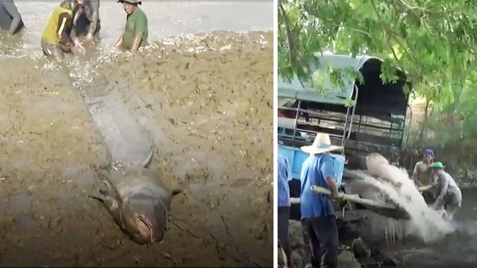 Nach einer Dürreperiode ist der Wasserspiegel in einem Reservoir in Phrae im Norden Thailands von vier auf einen Meter gefallen. 