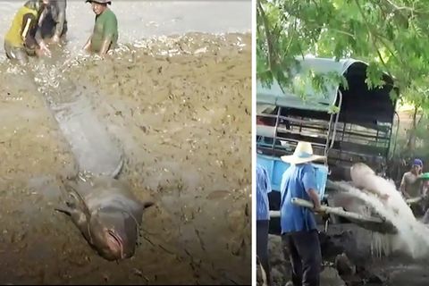 Nach einer Dürreperiode ist der Wasserspiegel in einem Reservoir in Phrae im Norden Thailands von vier auf einen Meter gefallen. 