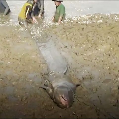 Nach einer Dürreperiode ist der Wasserspiegel in einem Reservoir in Phrae im Norden Thailands von vier auf einen Meter gefallen. 