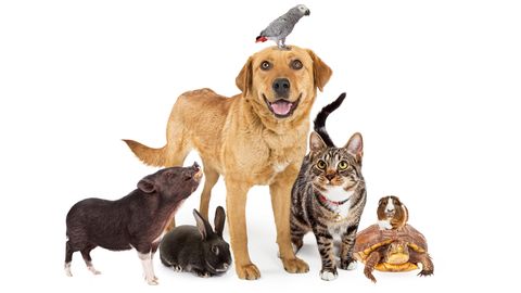 Golden Retriever mit Wellensittich auf dem Kopf, getigerte Katze, Meerschweinchen auf Schildkröte, Hase und Hausschwein