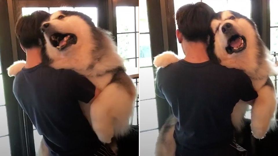 Unglaublich süß: Riesiger Schlittenhund lässt sich wie ein Baby tragen
