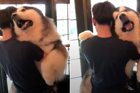 Unglaublich süß: Riesiger Schlittenhund lässt sich wie ein Baby tragen