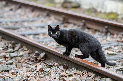 Katze lässt Rettungskräfte verzweifeln – und rettet sich dann selbst