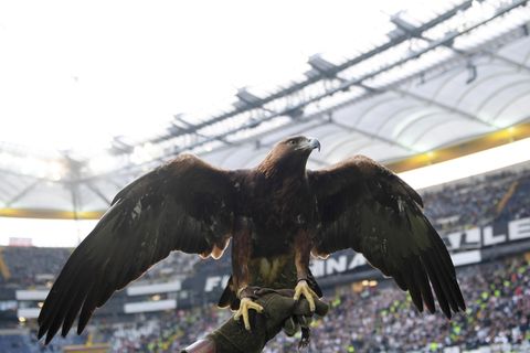 Der Eintracht-Adler (lebendiger Vogel)