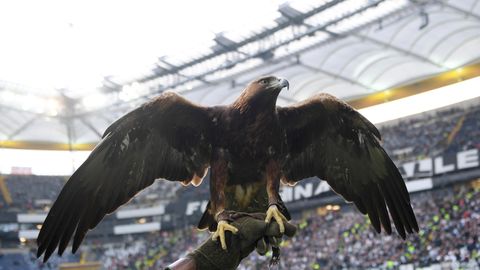 Der Eintracht-Adler (lebendiger Vogel)