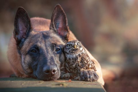 Tierfreundschaft: Hund Ingo und Kauz Poldi verstehen sich blendend