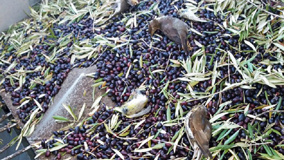 Industrialisierte Landwirtschaft: So sieht die Vogelernte aus. So sieht die Vogelernte aus.
