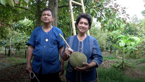 Thailändische Obstbauern bei der Ernte von Durian-Früchten der seltenen Sorte „Kanyao".