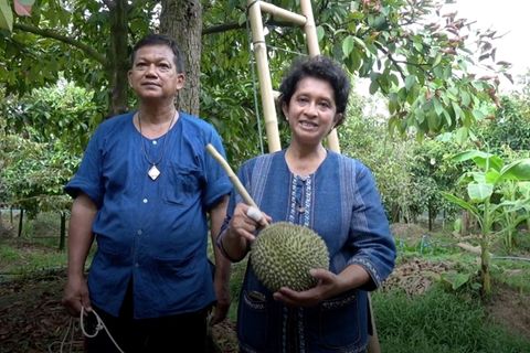 Thailändische Obstbauern bei der Ernte von Durian-Früchten der seltenen Sorte „Kanyao".