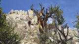 Kalifornien, USA: Methuselah Loop Trail  Auf dem kurzen, steilen, aber reizvollen Rundweg von 7 Kilometer Länge kann man einen der ältesten Bäume der Welt besichtigen. Der besagte Baum ist die Methusalem-Kiefer, eine Borstenkiefer im Great Basin, die im Westen der USA heimisch und für ihre außergewöhnliche Langlebigkeit bekannt ist. Die Kiefernart ist fast 5000 Jahre alt und wächst mitten in den White Mountains des Inyo National Forest, einem 8000 Quadratkilometer großen Waldgebiet mit Berggipfeln, Seen, Flussläufen und reicher Tierwelt. Der Trail beginnt und endet am Schulman-Grove-Besucherzentrum; von dort geht es 61 Meter hinauf zum Methusalem-Hain am Berghang. Zum Schutz des Baumbestands werden genauere Angaben geheim gehalten – man muss raten, welcher Baum fast 5000 Jahre alt ist.