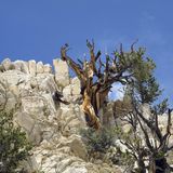 Kalifornien, USA: Methuselah Loop Trail  Auf dem kurzen, steilen, aber reizvollen Rundweg von 7 Kilometer Länge kann man einen der ältesten Bäume der Welt besichtigen. Der besagte Baum ist die Methusalem-Kiefer, eine Borstenkiefer im Great Basin, die im Westen der USA heimisch und für ihre außergewöhnliche Langlebigkeit bekannt ist. Die Kiefernart ist fast 5000 Jahre alt und wächst mitten in den White Mountains des Inyo National Forest, einem 8000 Quadratkilometer großen Waldgebiet mit Berggipfeln, Seen, Flussläufen und reicher Tierwelt. Der Trail beginnt und endet am Schulman-Grove-Besucherzentrum; von dort geht es 61 Meter hinauf zum Methusalem-Hain am Berghang. Zum Schutz des Baumbestands werden genauere Angaben geheim gehalten – man muss raten, welcher Baum fast 5000 Jahre alt ist.