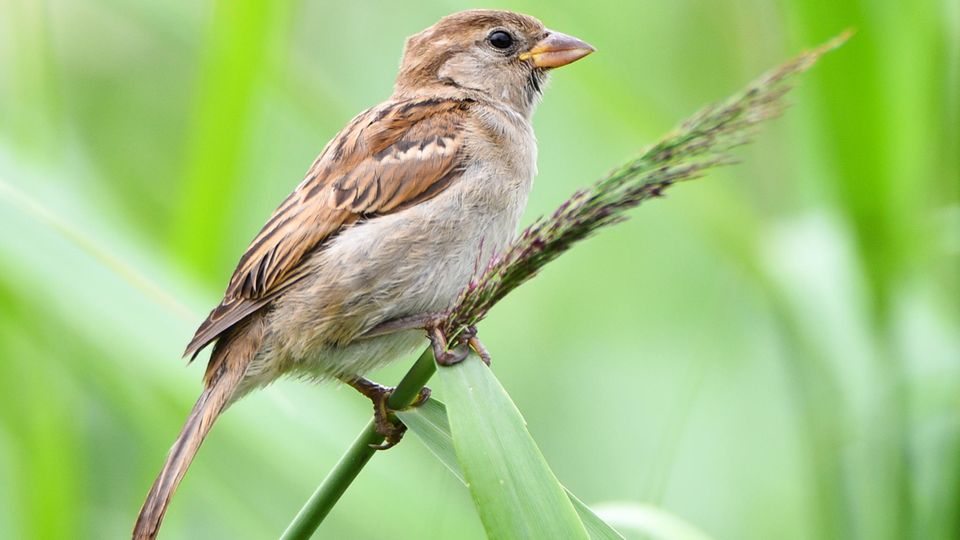 Ein Spatz - oder, wie der Wissenschaftler sagen würde: ein weiblicher Haussperling (Passer domesticus)