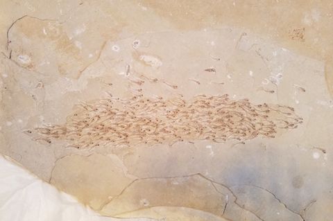 Ein fossiler Fischschwarm in Kalkgestein