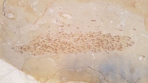 Ein fossiler Fischschwarm in Kalkgestein
