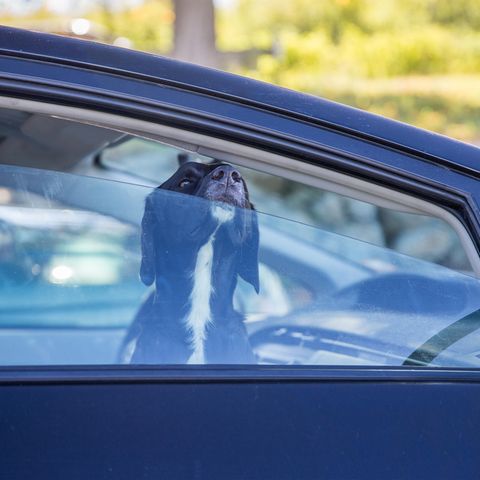 Ein Hund steckt seine Nase durch ein leicht geöffnetes Autofenster