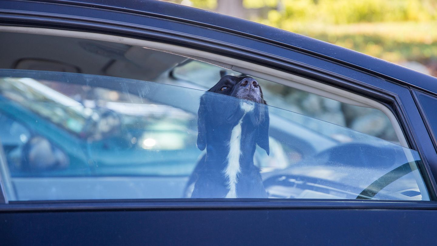 Ein Hund steckt seine Nase durch ein leicht geöffnetes Autofenster