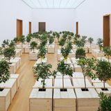 Zitronenbäume wachsen aus Holzsärgen