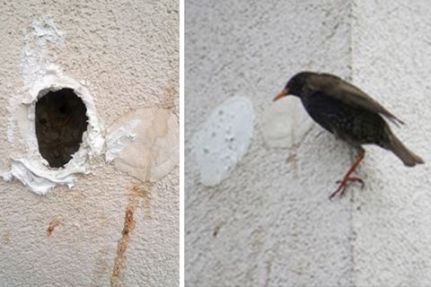 Leipzig: Krasser Fall von Tierquälerei – Vögel wurden eingemauert