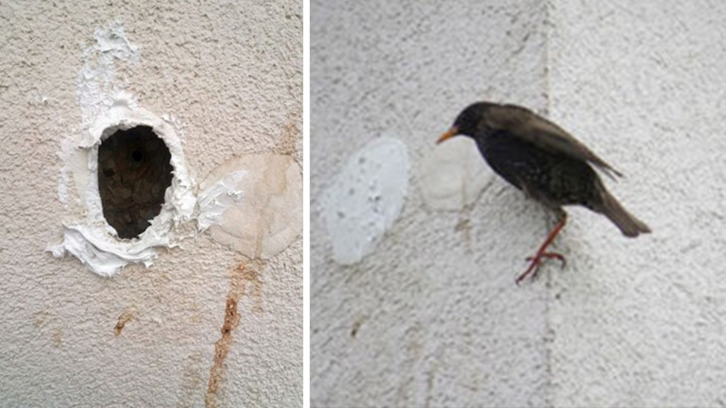 Leipzig: Krasser Fall von Tierquälerei – Vögel wurden eingemauert Leipzig: Krasser Fall von Tierquälerei – Vögel wurden eingemauert