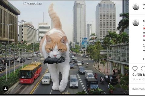 Auf der Fotomontage ist eine rot, weiß getigerte Katze auf einer großen Straße abgebildet. Sie trägt ein Auto im Maul