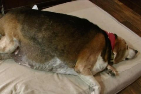 Hund mit 26 Kilogramm Übergewicht: Dieser Beagle muss dringend abnehmen