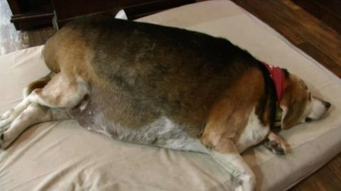 Hund mit 26 Kilogramm Übergewicht: Dieser Beagle muss dringend abnehmen