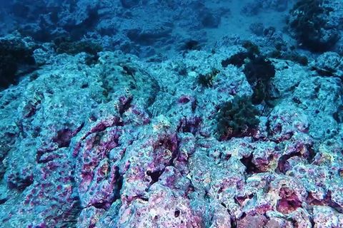 Perfekt imitiert der Fasanbutt seine Umgebung im tropischen Pazifik an der mexikanischen Insel Socorro.