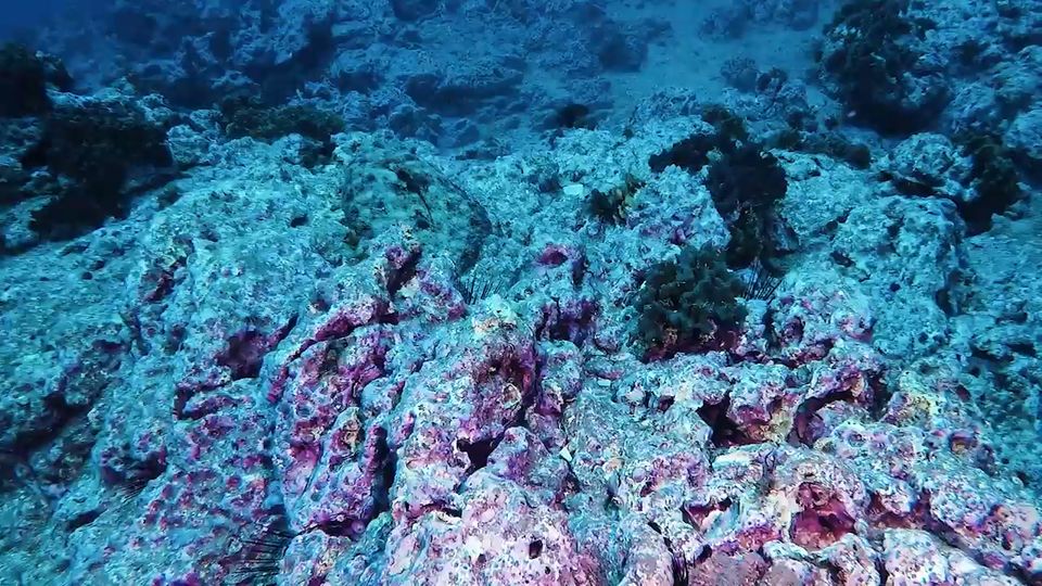 Perfekt imitiert der Fasanbutt seine Umgebung im tropischen Pazifik an der mexikanischen Insel Socorro.