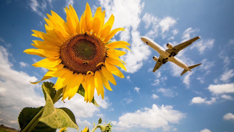 Ein Flugzeug der Lufthansa fliegt über ein Feld von Sonnenblumen