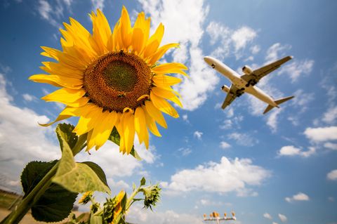 Ein Flugzeug der Lufthansa fliegt über ein Feld von Sonnenblumen