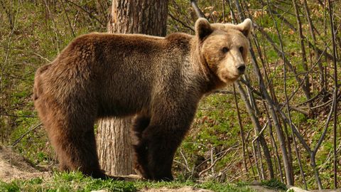 Braunbär Karpaten Angriff auf Touristen