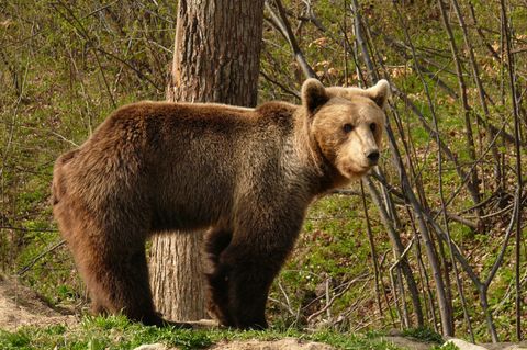 Braunbär Karpaten Angriff auf Touristen