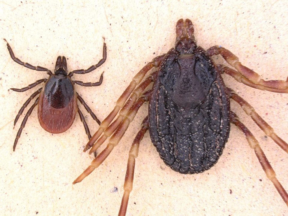Hyalomma-Zecke im Vergleich zur heimischen Zeckenart Gemeiner Holzbock