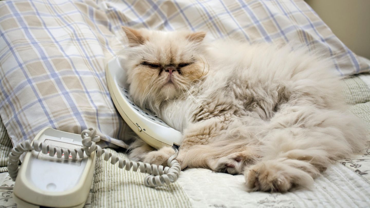 Eine Katze "telefoniert" und liegt mit Telefonhörer im Bett