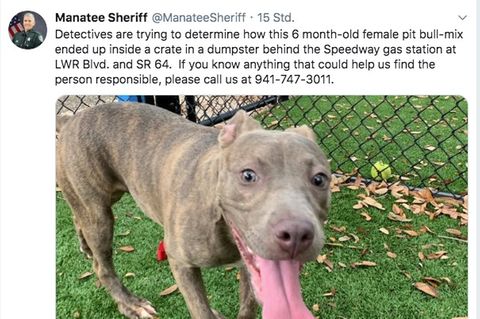 Screenshot vom Twitter-Account des Manatee Sheriff's Office. Sie posteten ein Bild von der braunen Hundedame