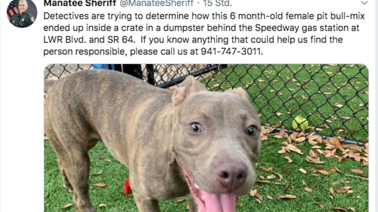 Screenshot vom Twitter-Account des Manatee Sheriff's Office. Sie posteten ein Bild von der braunen Hundedame