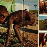 stern September 1998: Reportage von Gabriel Grüner über den Hungertod im Südsudan