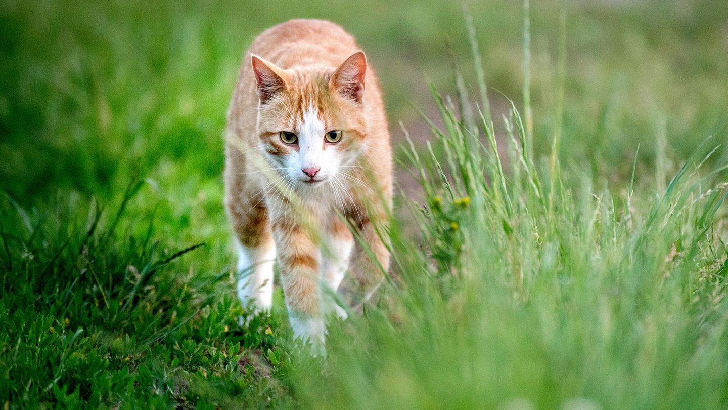 Eine gingerfarbene, getigerte Katze schleicht durchs hohe Gras