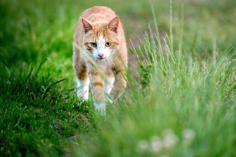 Eine gingerfarbene, getigerte Katze schleicht durchs hohe Gras