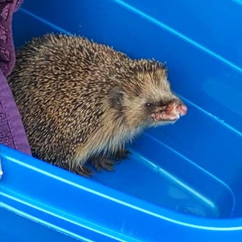 Mähroboter verletzt Igel