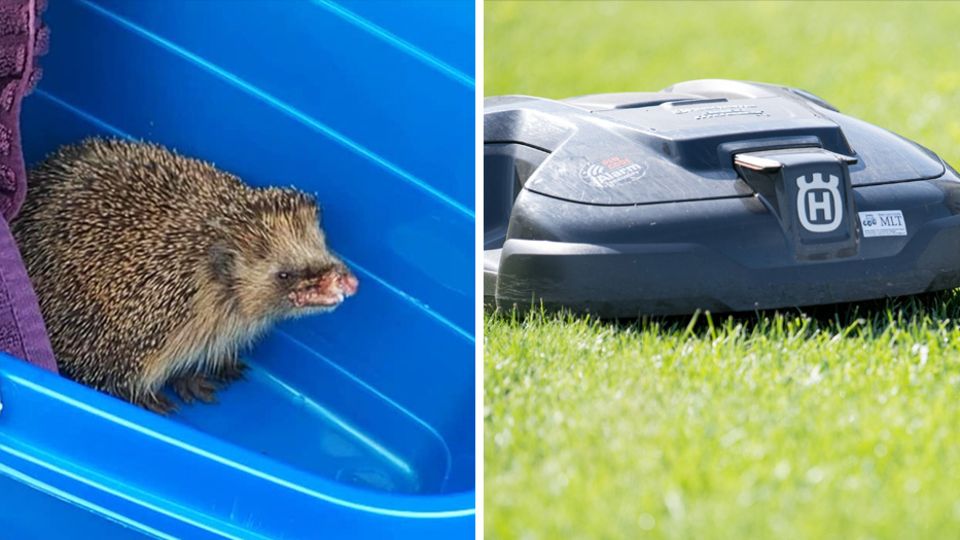 Mähroboter verletzt Igel Mähroboter verletzt Igel