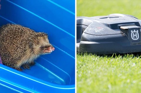 Mähroboter verletzt Igel