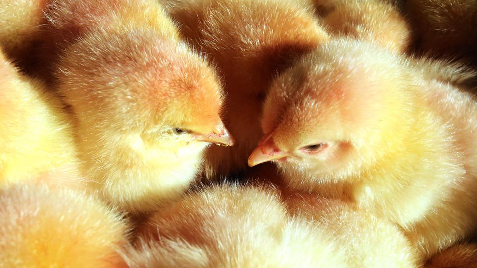 Eintagsküken gelten in der Geflügelwirtschaft als nutzlos